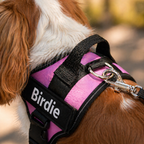 The Hound Halo – Personalized Dog Harness