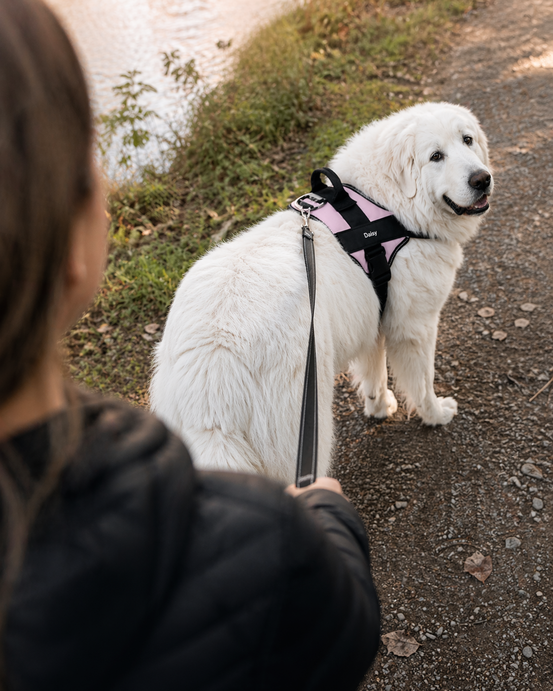 The Hound Halo – Personalized Dog Harness