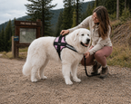 The Hound Halo – Personalized Dog Harness