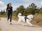 The Hound Halo – Personalized Dog Harness