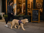 The Hound Halo – Personalized Dog Harness