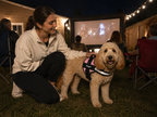 The Hound Halo – Personalized Dog Harness
