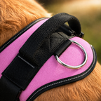 The Hound Halo – Personalized Dog Harness