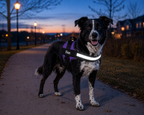 The Hound Halo – Personalized Dog Harness