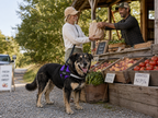 The Hound Halo – Personalized Dog Harness