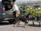 The Hound Halo – Personalized Dog Harness