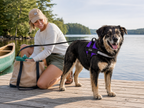 The Hound Halo – Personalized Dog Harness