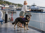 The Hound Halo – Personalized Dog Harness