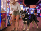 The Hound Halo – Personalized Dog Harness