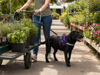 The Hound Halo – Personalized Dog Harness