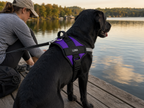 The Hound Halo – Personalized Dog Harness