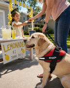 The Hound Halo – Personalized Dog Harness