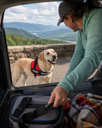 The Hound Halo – Personalized Dog Harness