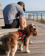 The Hound Halo – Personalized Dog Harness