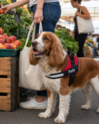 The Hound Halo – Personalized Dog Harness