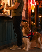 The Hound Halo – Personalized Dog Harness
