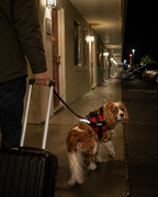 The Hound Halo – Personalized Dog Harness