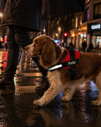 The Hound Halo – Personalized Dog Harness