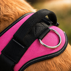The Hound Halo – Personalized Dog Harness