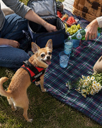 The Hound Halo – Personalized Dog Harness