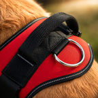 The Hound Halo – Personalized Dog Harness