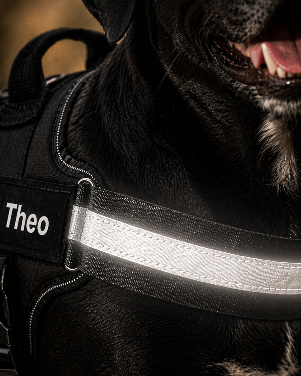 The Hound Halo – Personalized Dog Harness