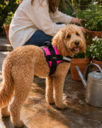 The Hound Halo – Personalized Dog Harness