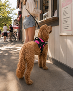 The Hound Halo – Personalized Dog Harness